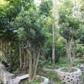 四季红山茶