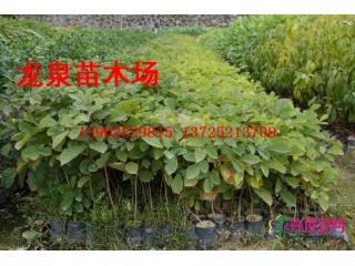 黄花风铃木