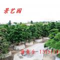 日本黑松