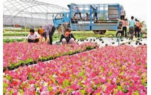 重庆雍溪镇：临近春节 花卉供不应求