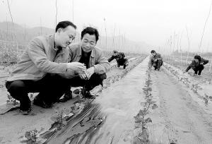 世界上惟一能变色杨树——发展中华红叶杨纪实