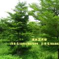 小叶榄仁