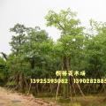 美丽异木棉 美人树