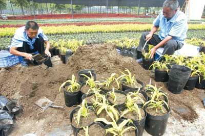 20种重点奥运花卉摆上花坛 冷色系花卉清爽取胜