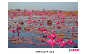 规模化发展赏食两用印度红睡莲潜力巨大