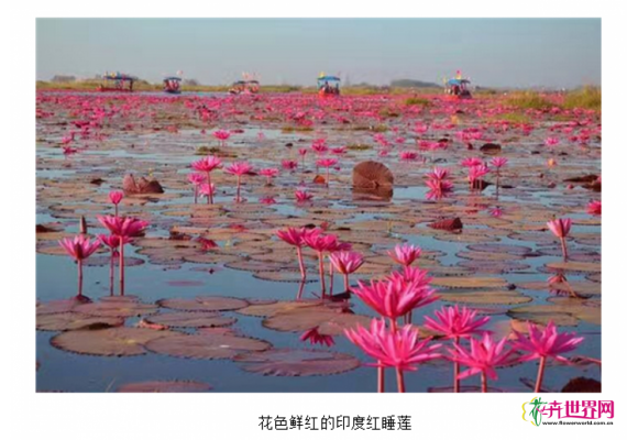 规模化发展赏食两用印度红睡莲潜力巨大 规模化发展赏食两用印度红睡莲潜力巨大