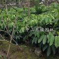 大叶伞