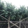 宫粉紫荆