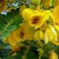 黄花槐