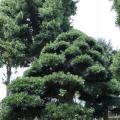 日本罗汉松