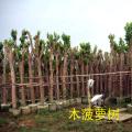木菠萝