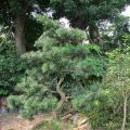 本地罗汉松002