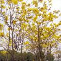 黄花风铃木