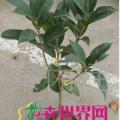 桂花