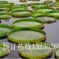 王莲