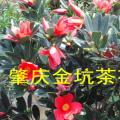 四季红山茶