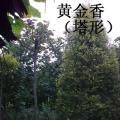 黄金香柳塔形