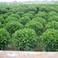 非洲茉莉