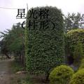 星光榕树