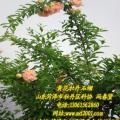 黄花石榴