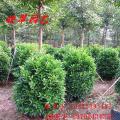 非洲茉莉