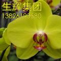 蝴蝶兰