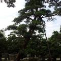 日本罗汉松
