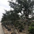 黄花风铃木（多花）