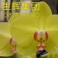 蝴蝶兰