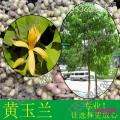 黄兰