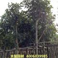 大树菠萝