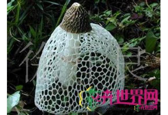 长裙竹荪