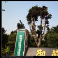 四季红山茶