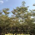 锦叶榄仁