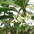 桂花