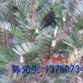 红豆杉