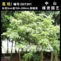 荔枝