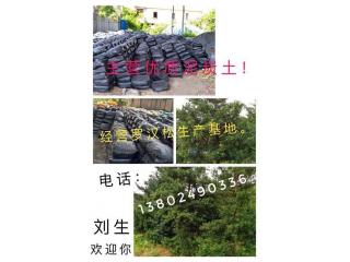 泥炭土