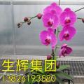 蝴蝶兰