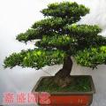 罗汉松盆景09