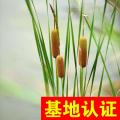 香蒲