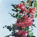 香花槐