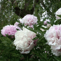 芍药/牡丹