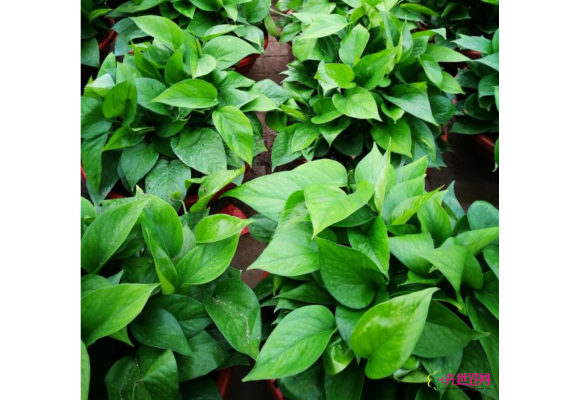 山东：李鹊镇花木交易中心成为市民冬季游玩好去处