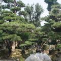 日本黑松