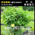 软枝黄蝉
