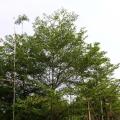 小叶榄仁