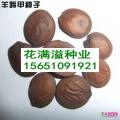 羊蹄甲