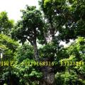 荔枝树
