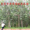 红叶杨